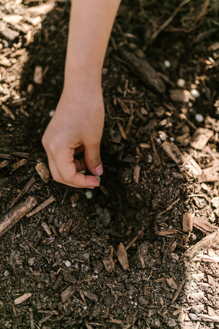 Hand Of A Person Planting Seeds On The Ground