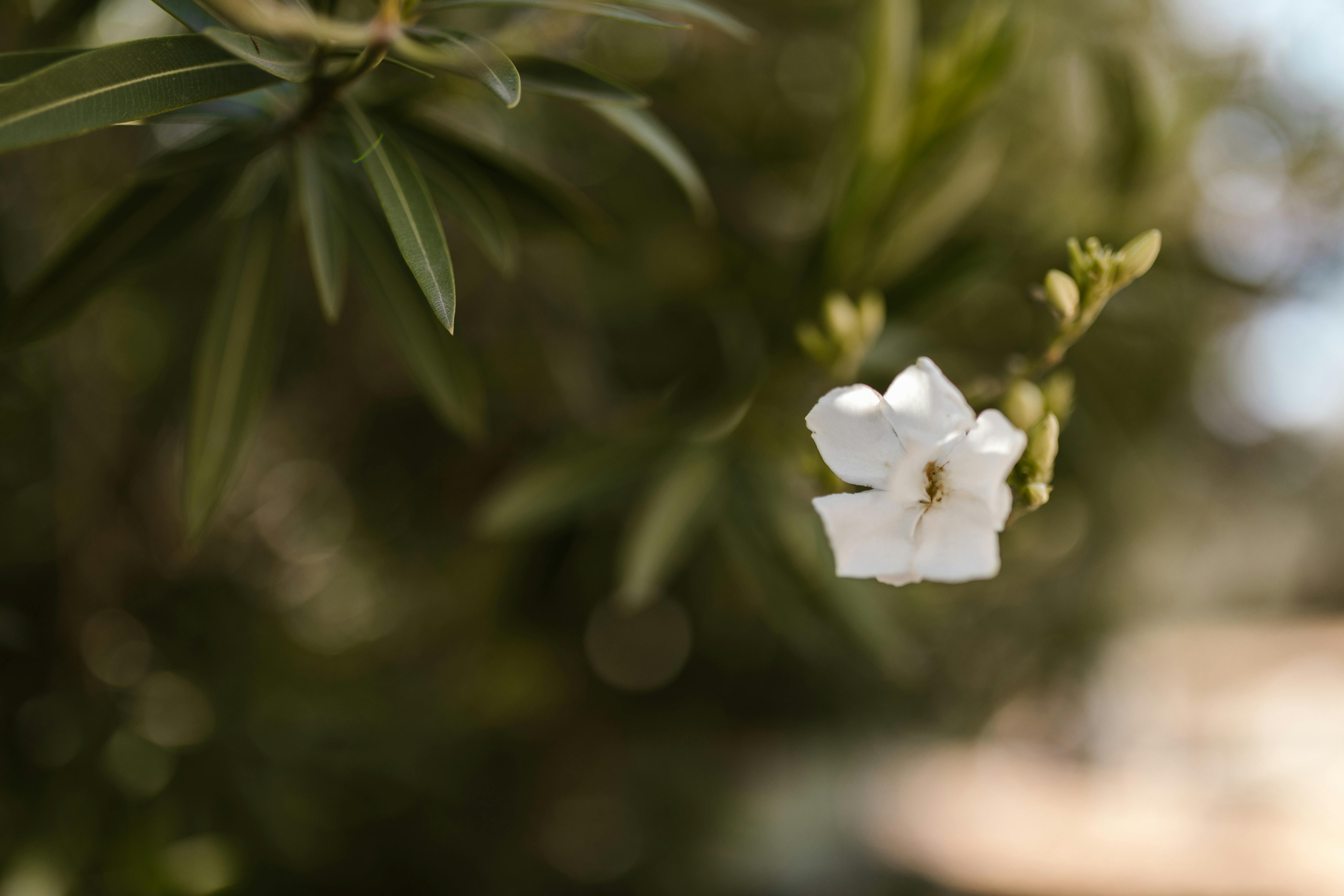 + Fotos y Imágenes de Flor de jazmín Gratis · Banco de Fotos Gratis