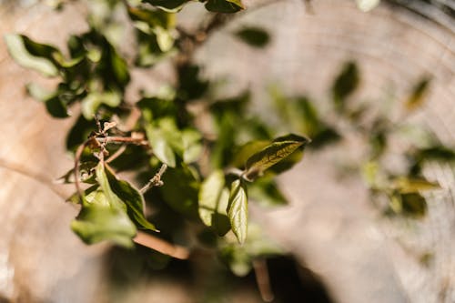 Close-up of Leaves 