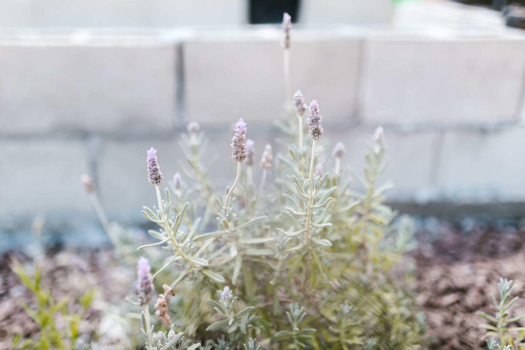Step 1: Check the Plant — lavender pruning and care