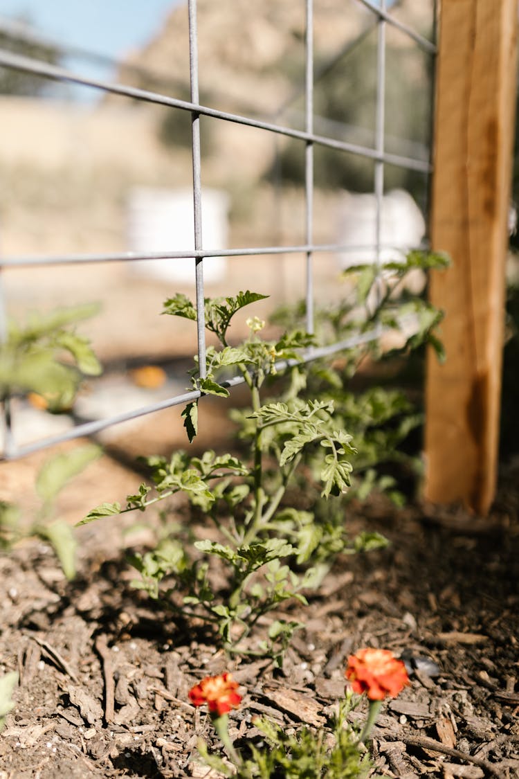 Tomato Plant Growing From The Ground Soil