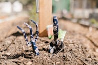 Free stock photo of agriculture, ball shaped, compost