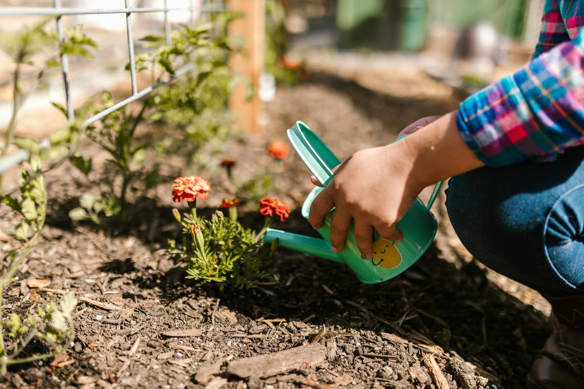 gardener watering seedlings with fine rose watering can