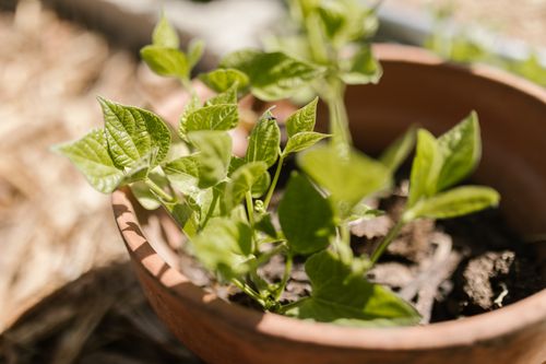 Free Vibrant green plant in a clay pot, captured in natural outdoor light. Stock Photo