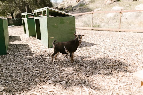 A Goat Near Wooden Huts