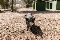 Black Pig on Brown Soil