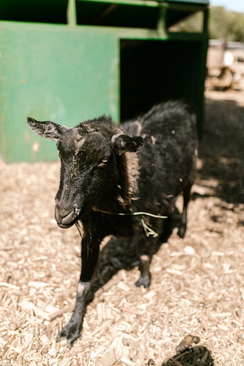 Black Goat on Farm