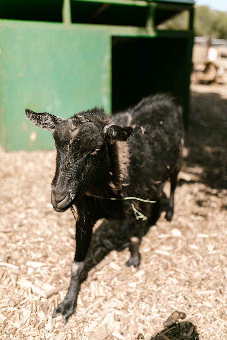 Black Goat On Farm