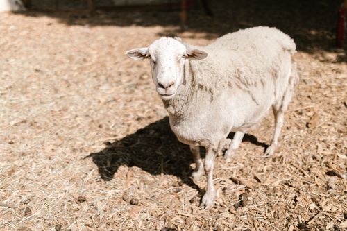 Free A sheep standing on a sunlit farmyard with wood chips, perfect for farm themes. Stock Photo