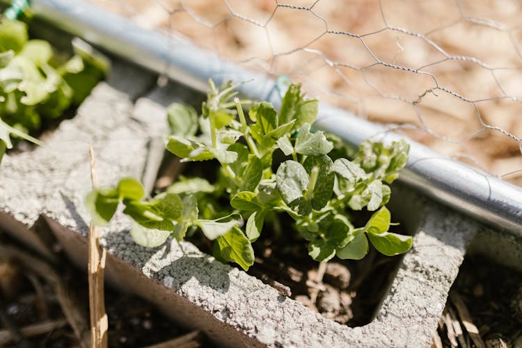 Leafy Plant In Pot