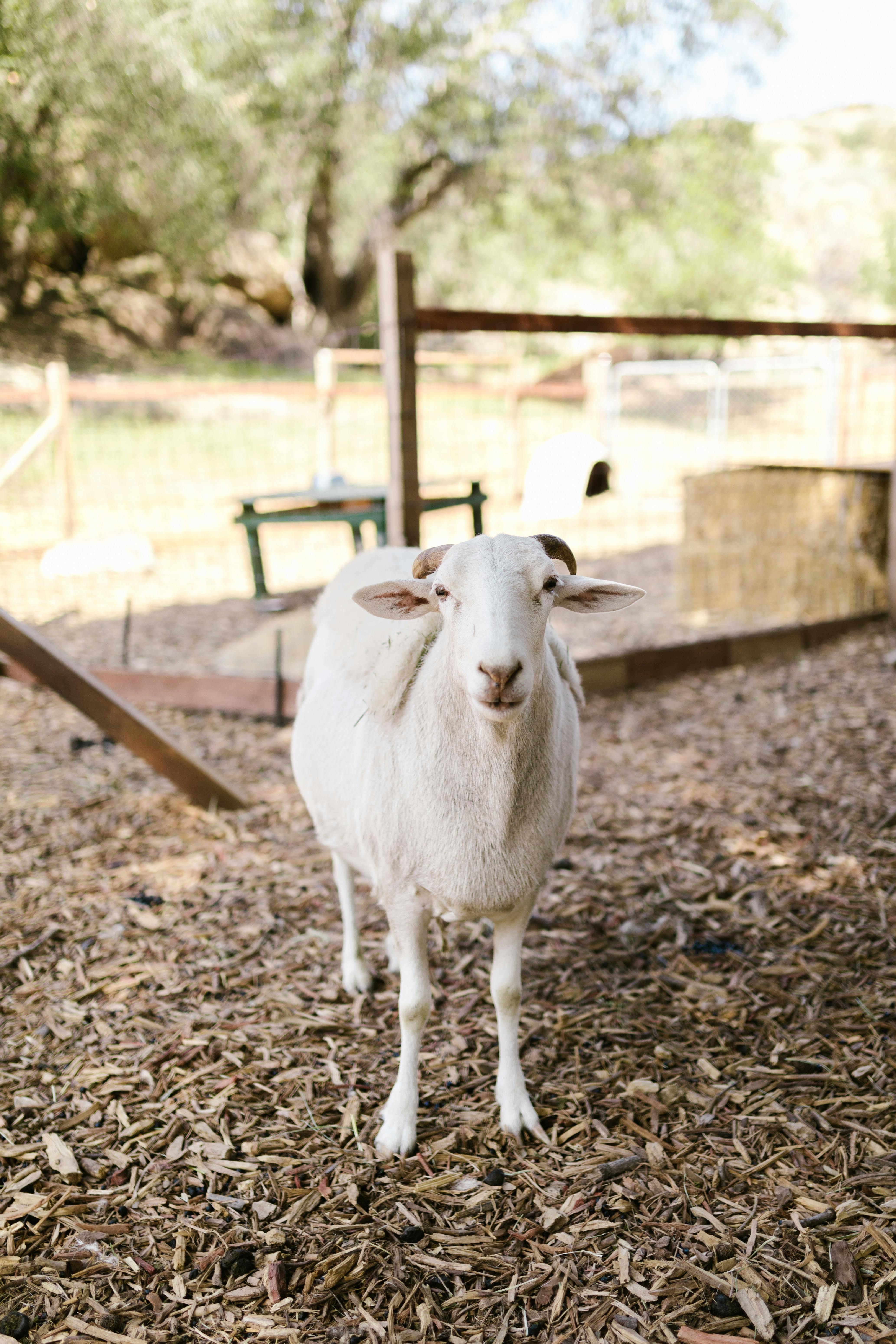 A lone white sheep stands in a rustic farmyard, surrounded by wooden fencing and trees.