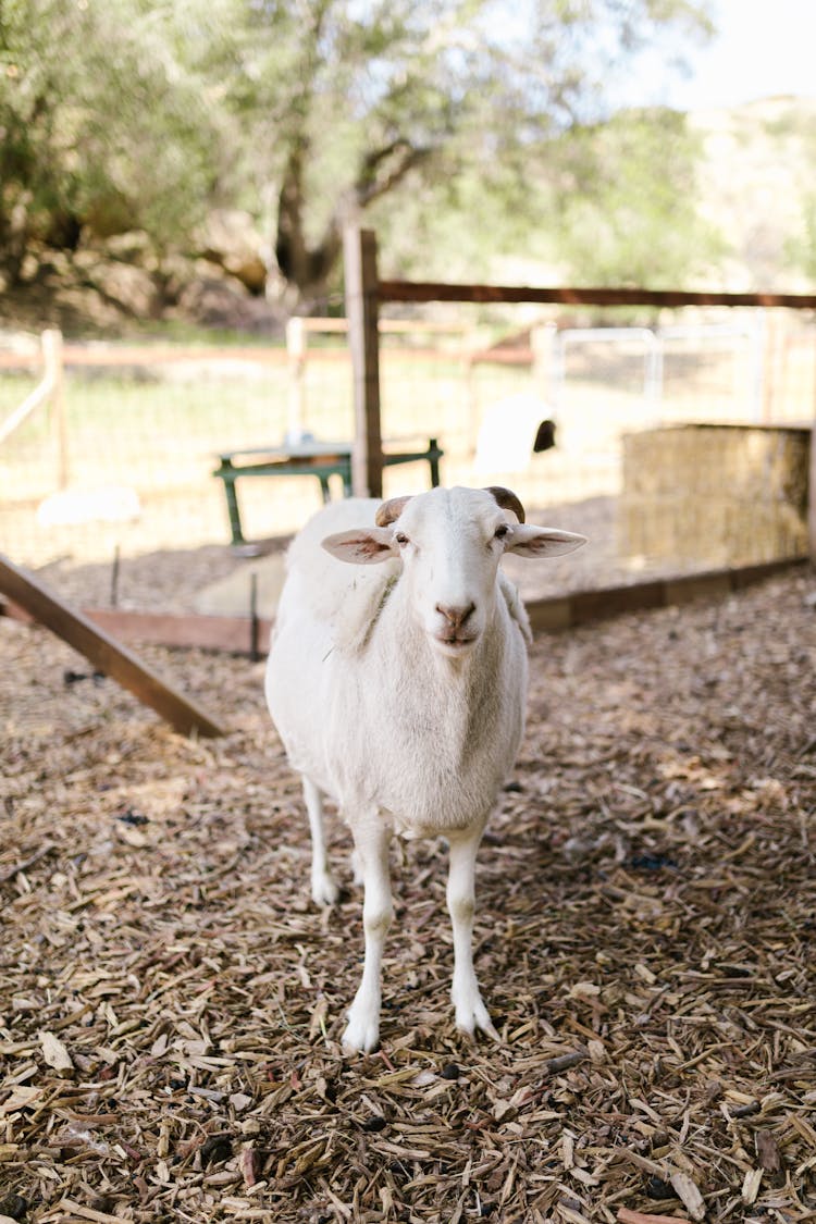 A Sheep In A Farm