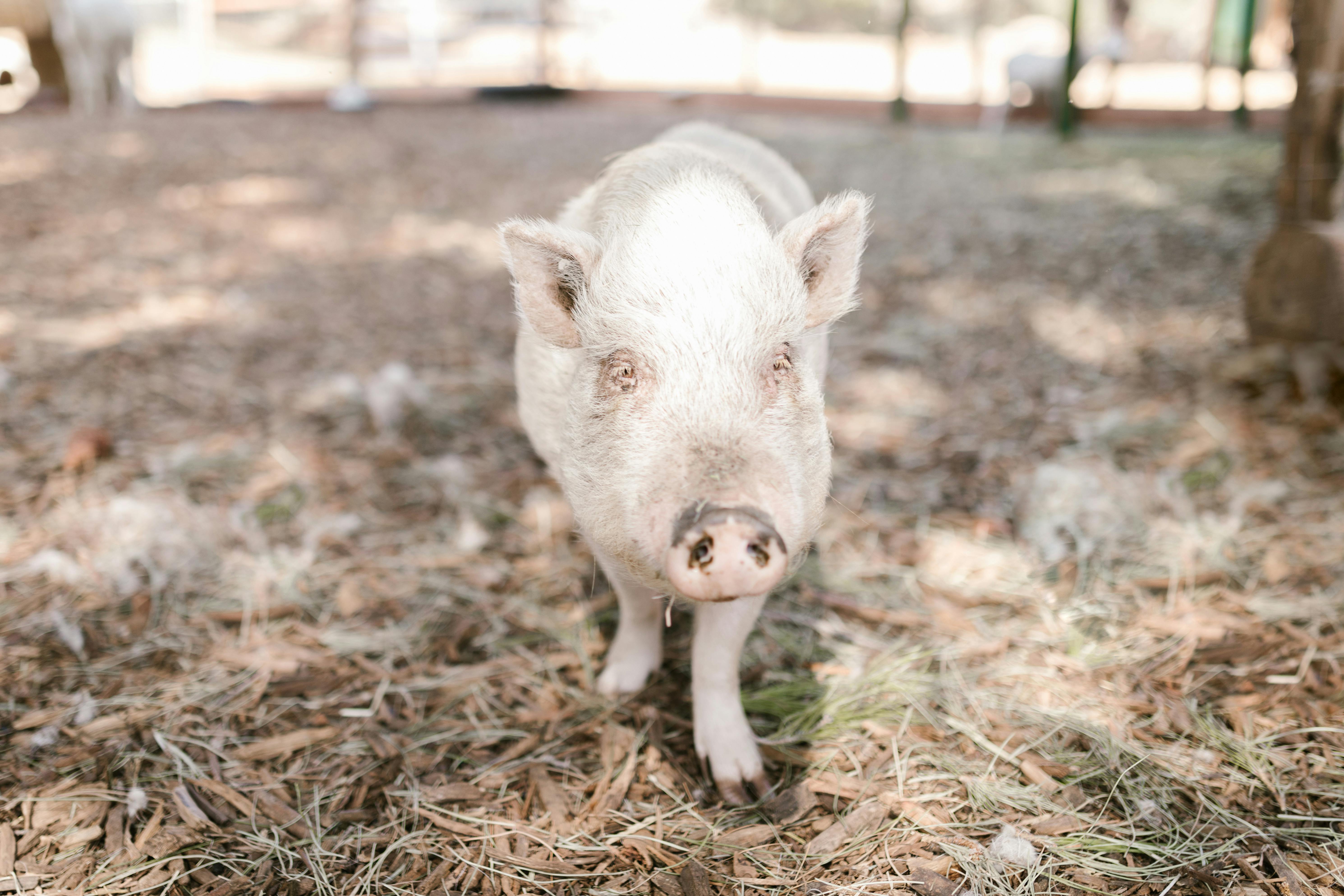 a piglet on brown grass