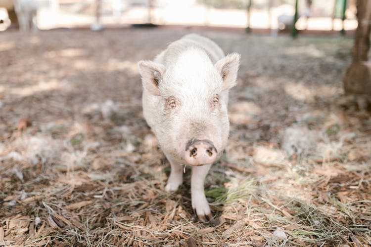 A Piglet On Brown Grass