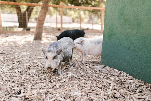 Pigs on Farm
