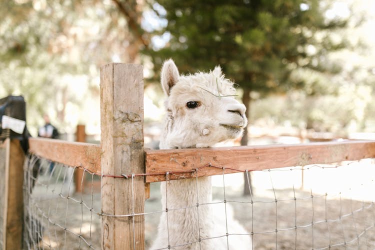 Close-Up Photo Of A White Llama