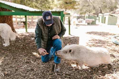 Man Feeding a White Pig