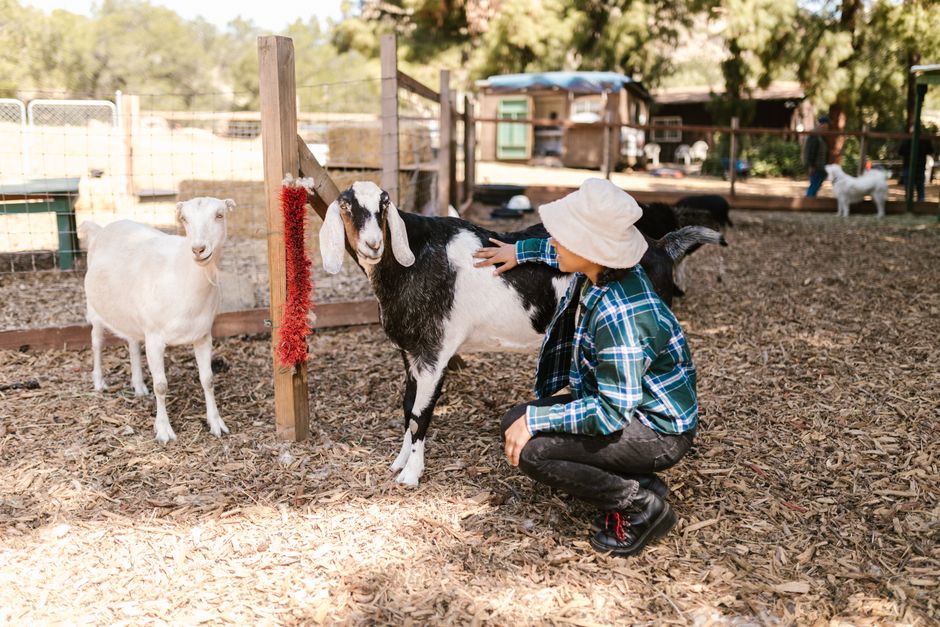 A person interacting with livestock on a small farm - hobby farm insurance broker A person interacting with livestock on a small farm - hobby farm insurance broker