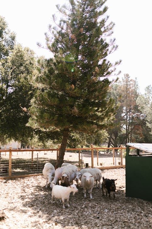 Herd of Sheep Near Pine Tree