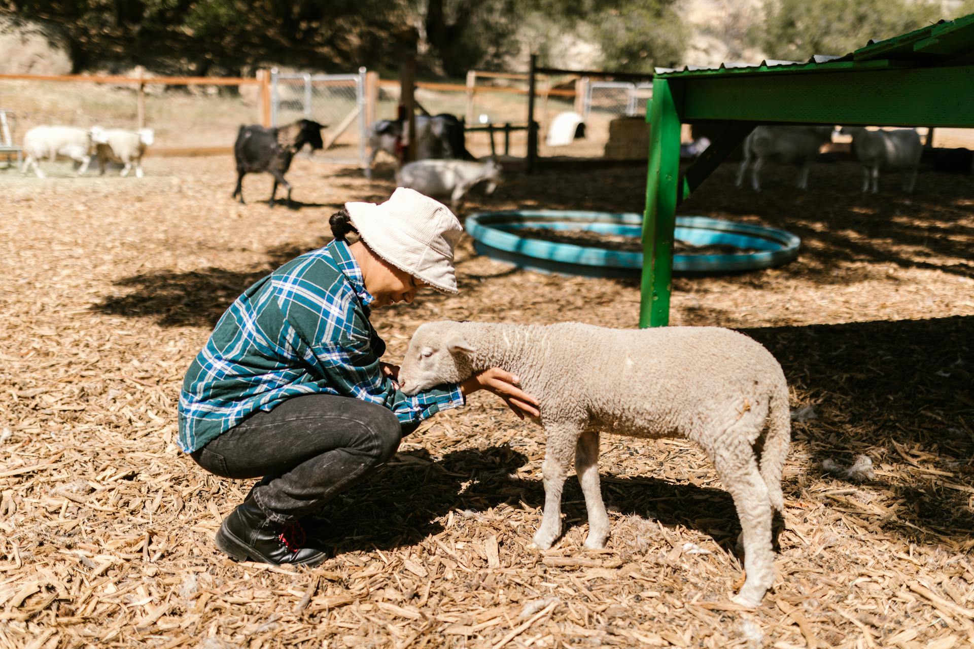 Woman Petting Sheep on Farm