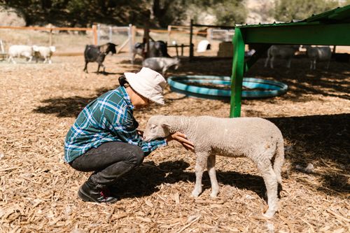 Free A woman crouches to pet a lamb on a sunny rural farm, surrounded by livestock and greenery. Stock Photo