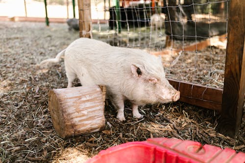 White Pig on Farm