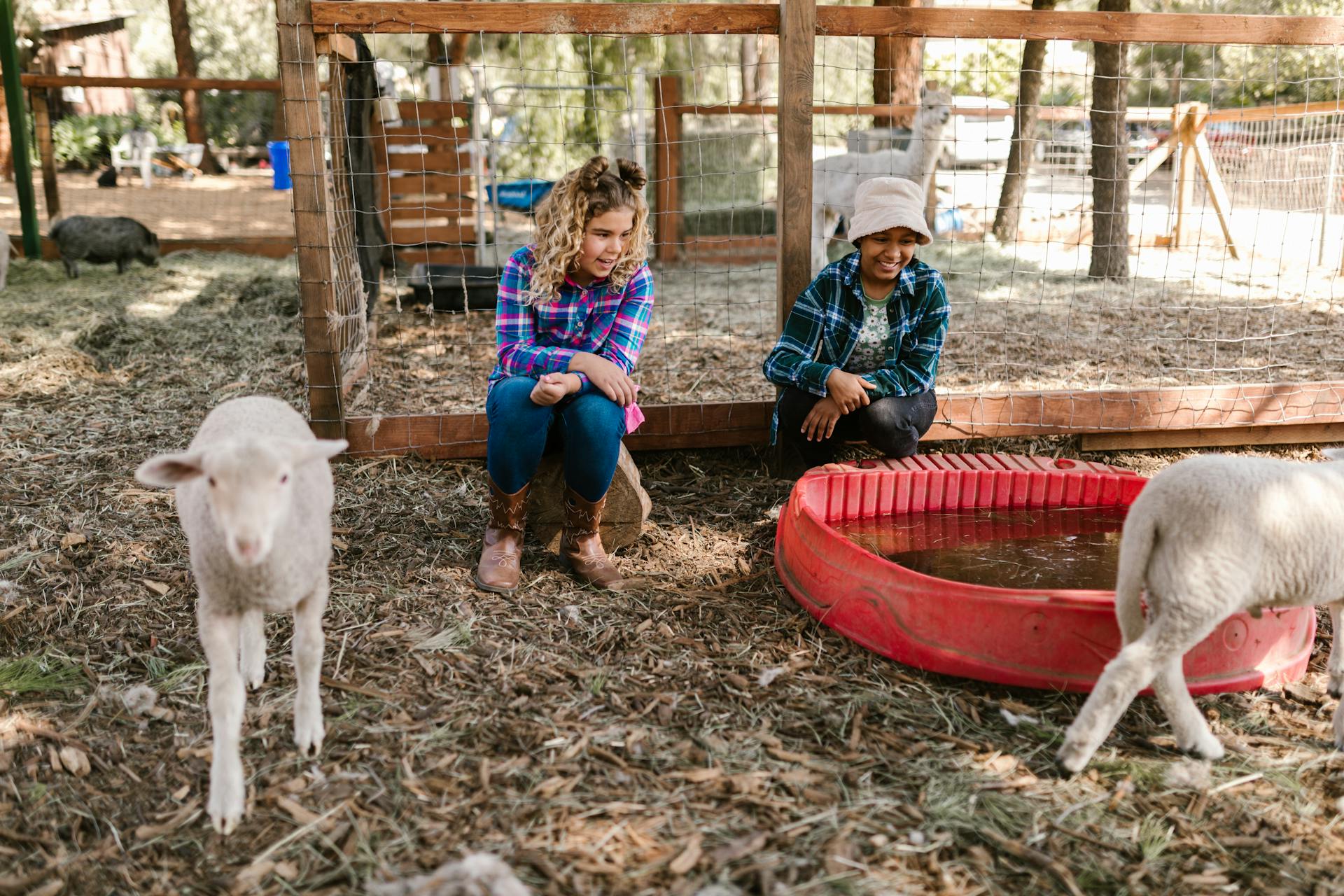 Two Girls Sitting in a Lamb Pen