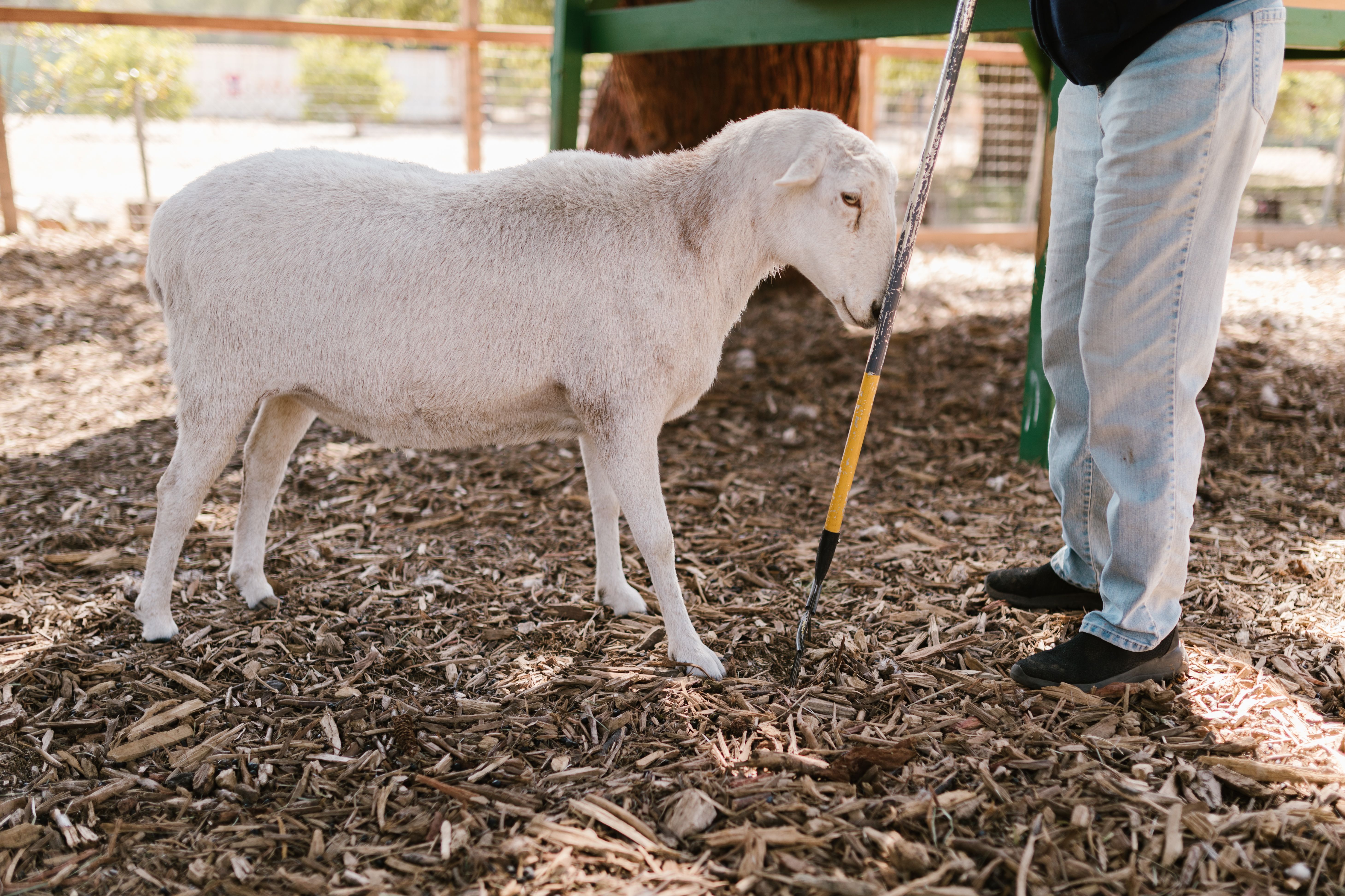 Veterinarian examining a sheep during a checkup