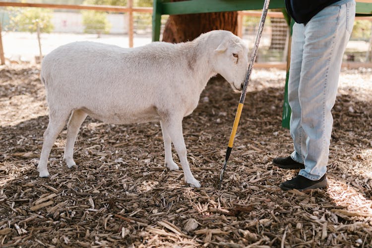 White Sheep Standing By Farmer