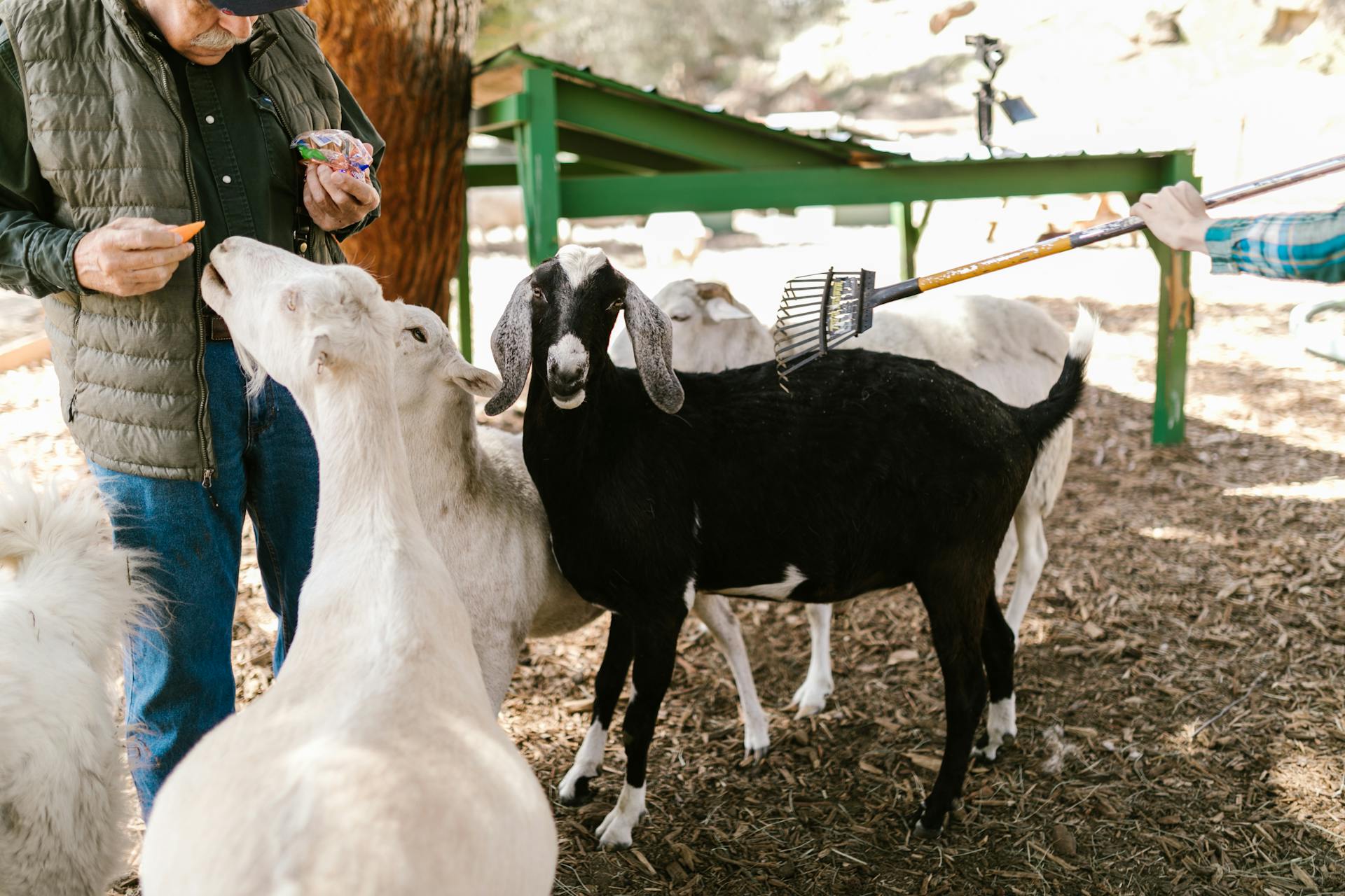 Man Feeding Animals on Farm