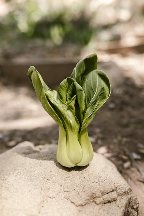 Green Leafy Vegetable on Soil