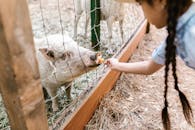 Girl with Braided Hair Feeding a Pig