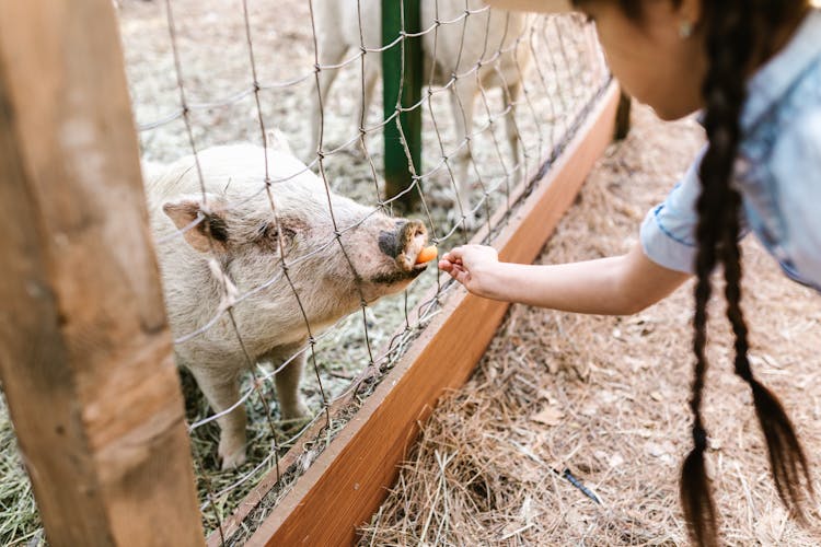 Girl With Braided Hair Feeding A Pig