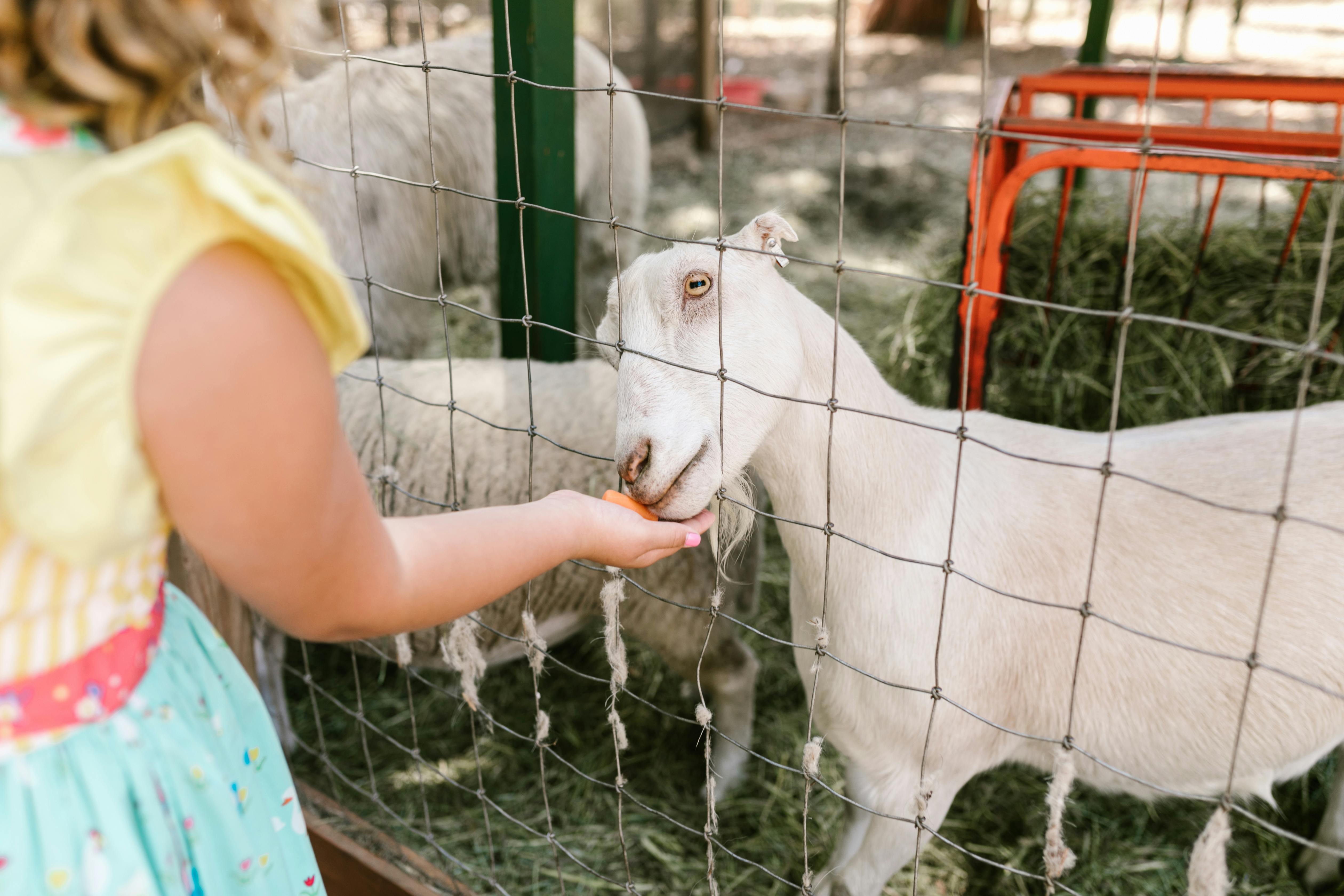 A girl feeds a goat by hand through a wire fence at a petting zoo, enjoying a sunny day outdoors.
