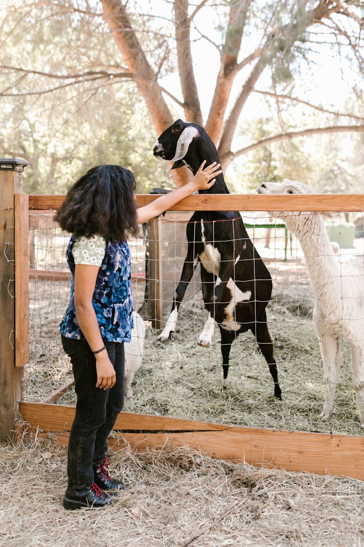 A Girl Petting A Goat