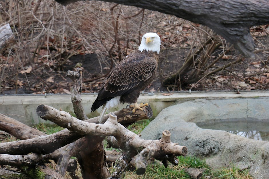 A majestic bald eagle perched on a branch, showcasing wildlife beauty.
