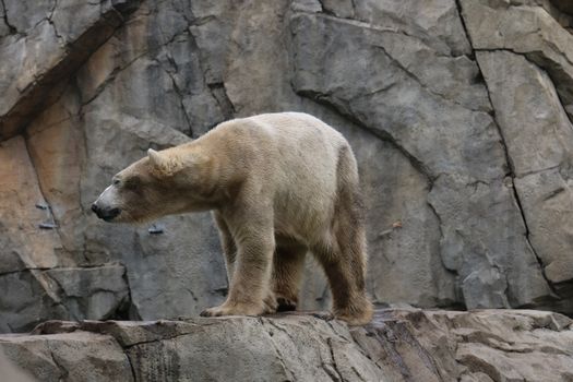 Inside the Calgary Zoo's Troubled History With Polar Bears