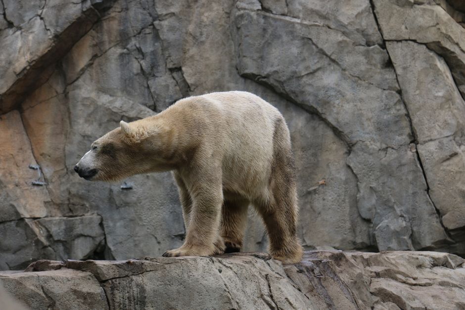 Inside the Calgary Zoo's Troubled History With Polar Bears