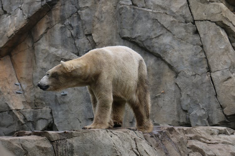 Beige Bear Standing On A Rock