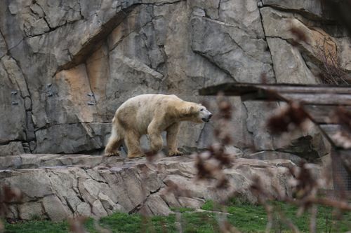 Free A majestic polar bear walking on rocks in an outdoor zoo habitat. Stock Photo