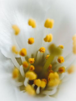 A close-up view of a white flower with detailed stamens and pollen, showcasing nature's intricate beauty.