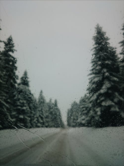 Gratis stockfoto met bomen, Bos, sneeuw Stockfoto