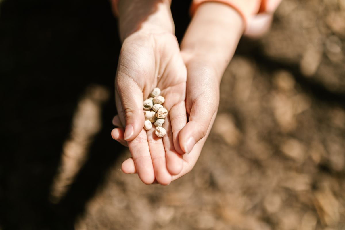 Faire ses graines : la récolte des semences - Récolter les graines selon les principales familles de légumes