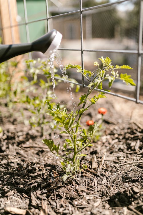 Gratis lagerfoto af blomsterplante, Grøn plante, havearbejde