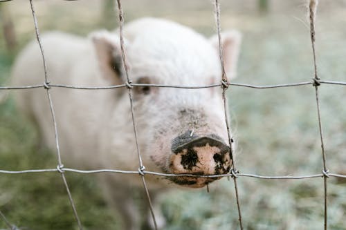 Blurry Photo of a Pig Behind a Wired Fence