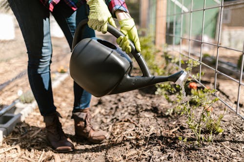 Person Water the Growing Green Plants 