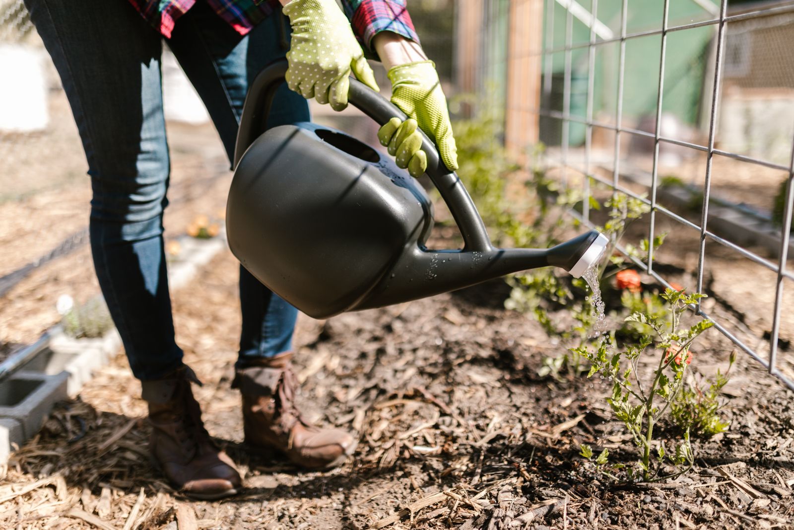 Paillage de paille étalé entre des rangs de légumes au potager