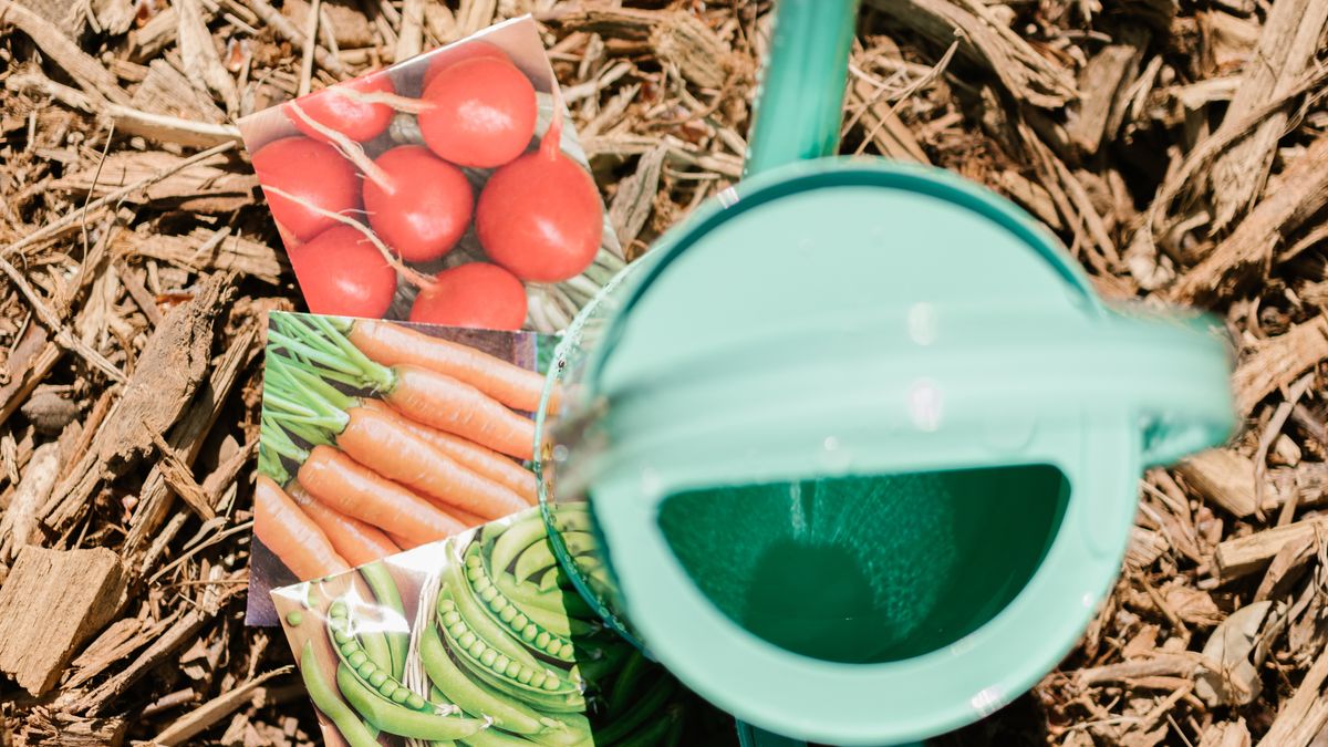 Arrosage potager canicule goutte-à-goutte fait maison - illustration