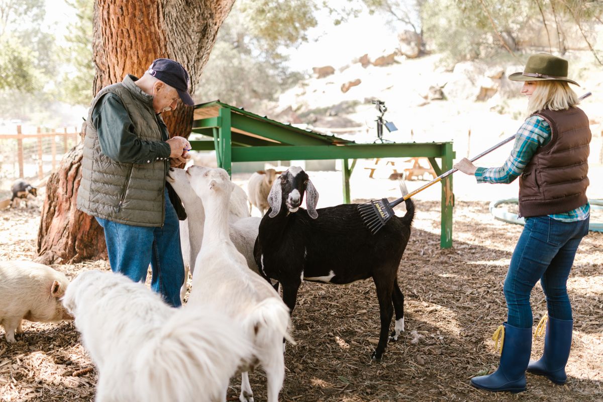 Farm workers caring for goats in a sunny field