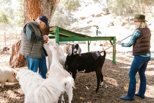 Free Two people engaging with goats on a sunlit farm, showcasing animal care. Stock Photo